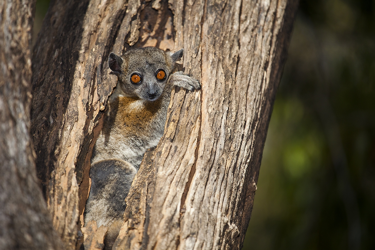 Lemur drobný, rezervace Kirindy
